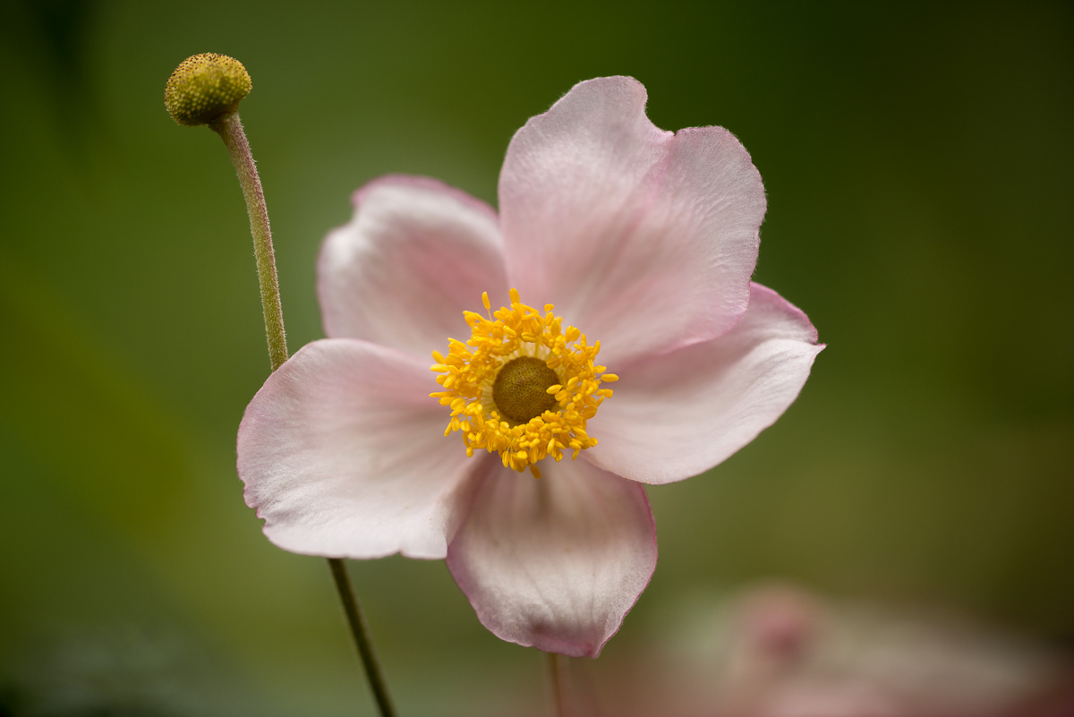 Blüte der Herbst-Anemone