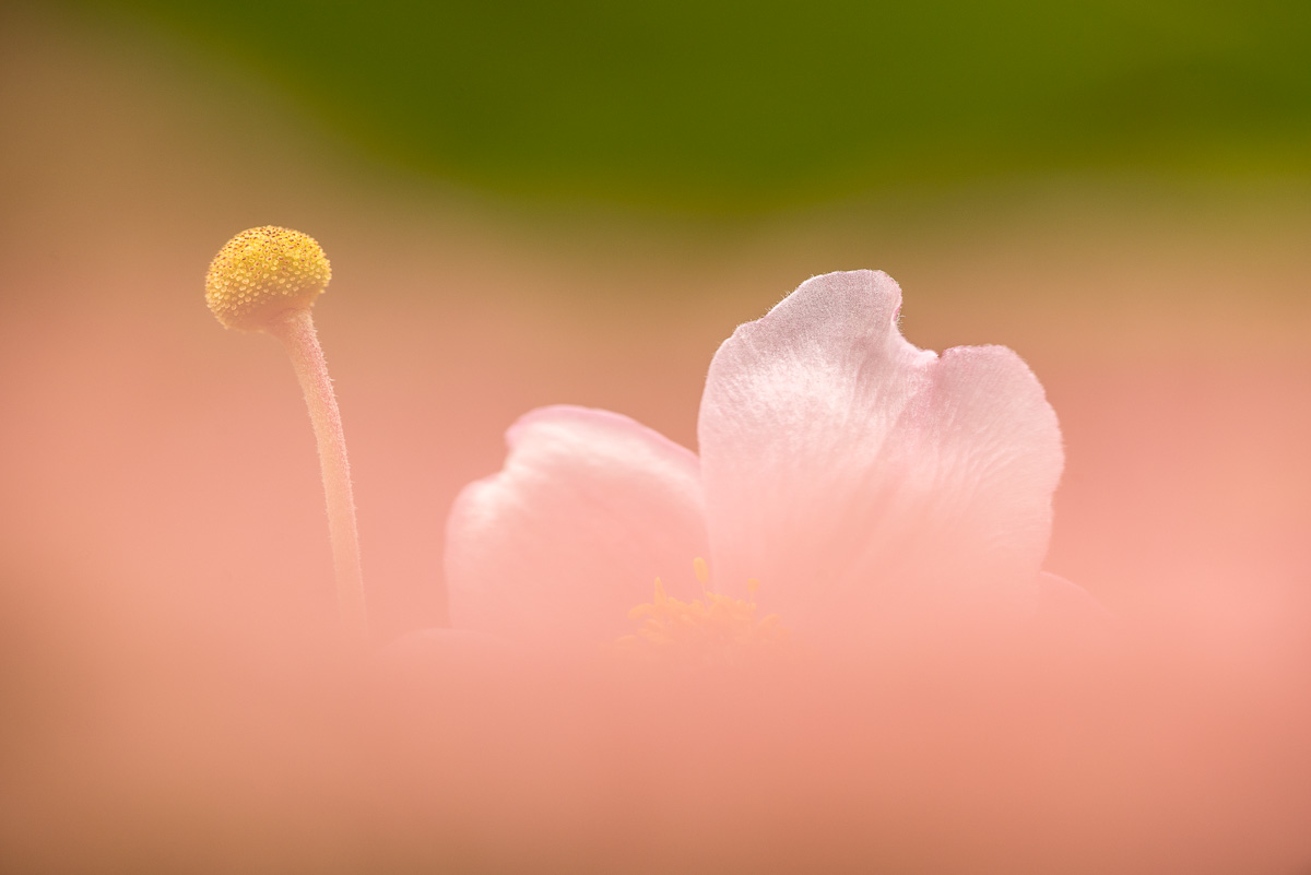 Teaser-Bild fuer den Artikel Zum Herbstbeginn: Herbst-Anemone